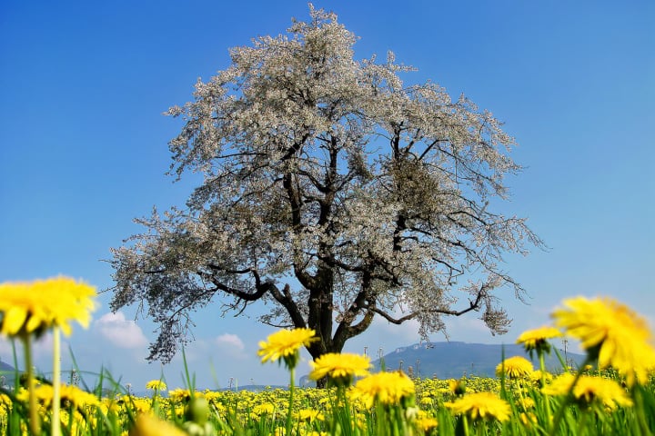 spring, natur, Jahreszeiten, 4seasons, Frühling, sommer, herbst, winter, fotohaefeli